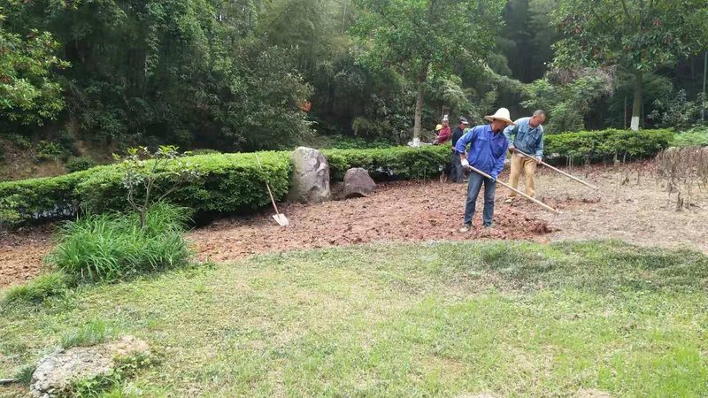 高羊茅草坪：了解其优缺点，打造理想绿茵场**