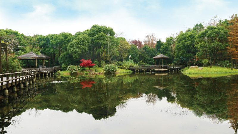 室内垂直绿化：提升空间绿意，打造城市新景观**