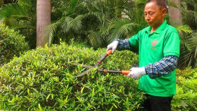北京垂直绿化：从墙面爬藤到模块化生态墙的演进